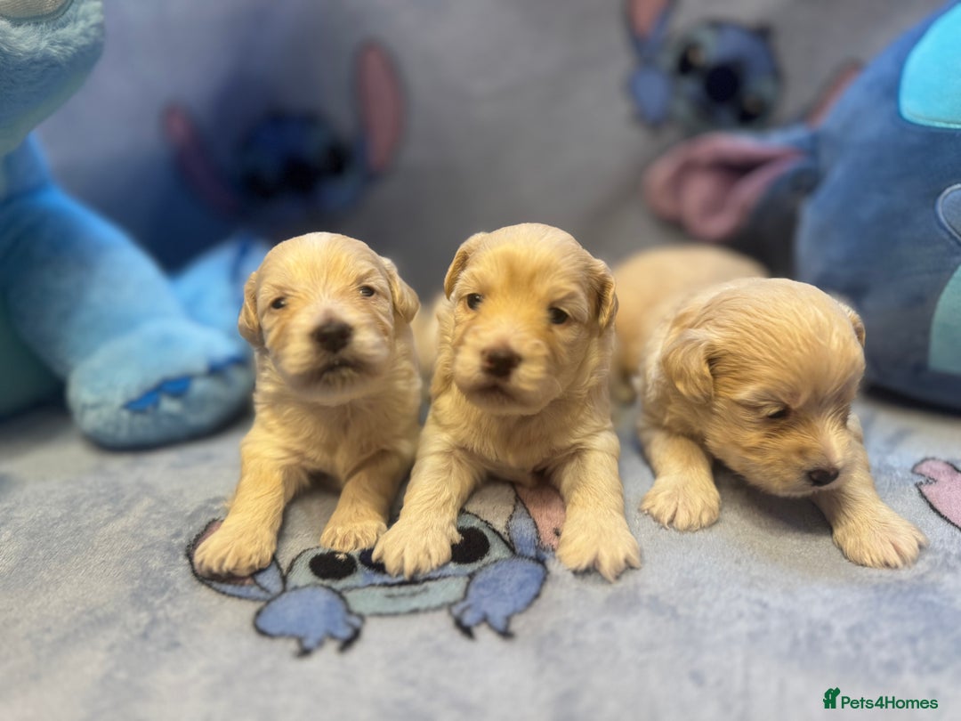 Maltipoo dogs for sale: Fluffballs of Joy 🐾💛 ready to melt your heart! - Image 19