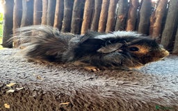 Guinea Pig rodents for sale: Baby Guinea Pigs - Image 3