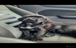 Mixed Breed dogs for sale: Hungarian Viszla X German Pointer female pup. - Image 2