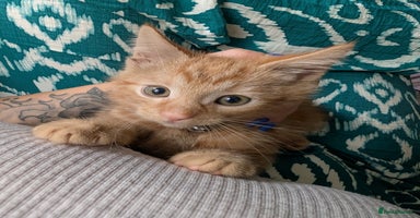 British Longhair cats - Advert 8