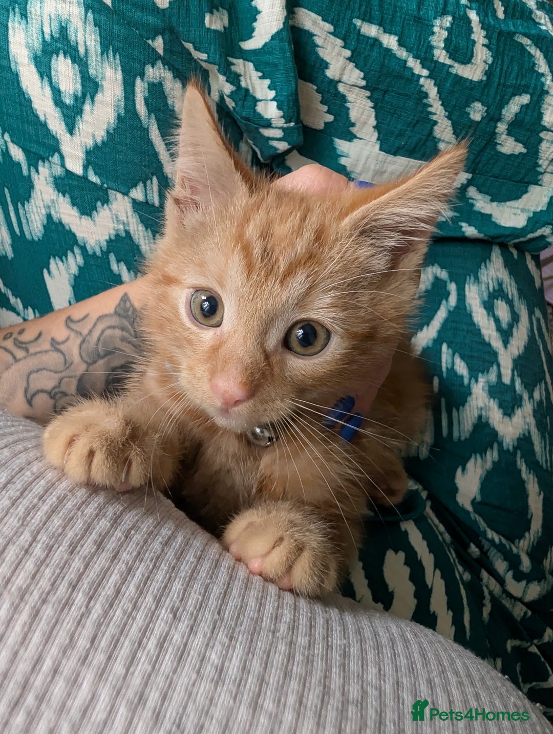 British Longhair cats for sale: Ginger male kitten for rehoming!  - Image 2