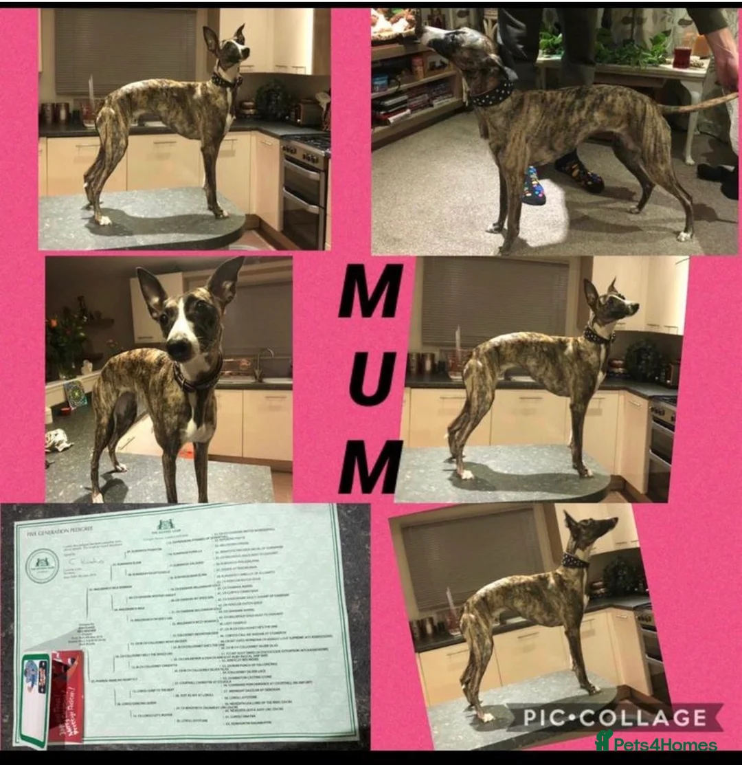 Mixed Breed dogs for sale: Italian greyhound x whippet pups - Advert 17