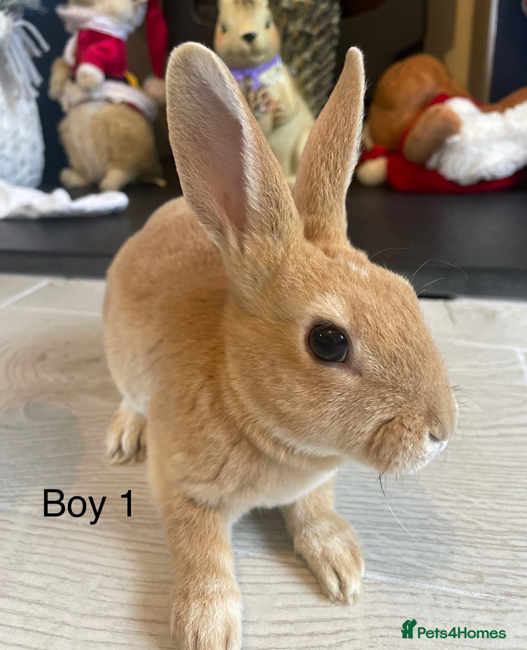 Rex rabbits for sale: 💖 9 week old mini Rex ready to leave 💙 - Advert 1