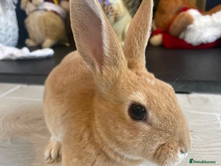 Rex rabbits 💖 9 week old mini Rex ready to leave 💙 - Advert 5