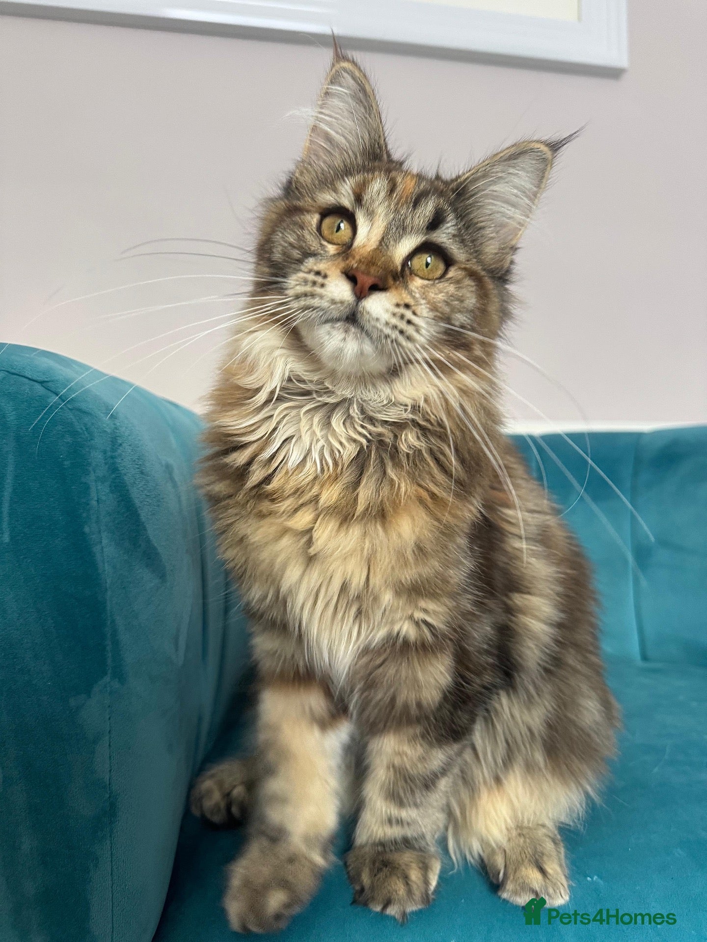 Maine Coon cats TICA Pedigree Registered Maine Coon Kittens - Advert 1