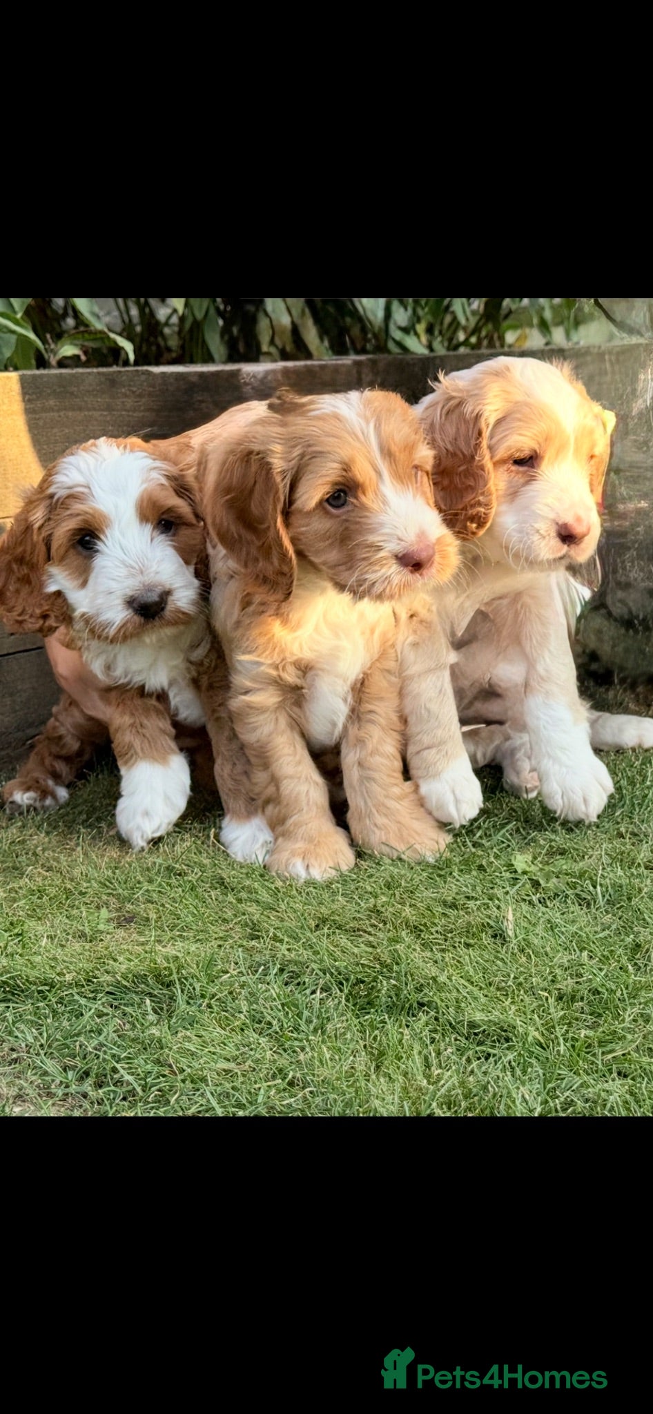 Sproodle dogs Sproodle f1b  - Advert 7