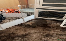 Mini Lop rabbits for sale: Bambi need gone ASAP - Image 3