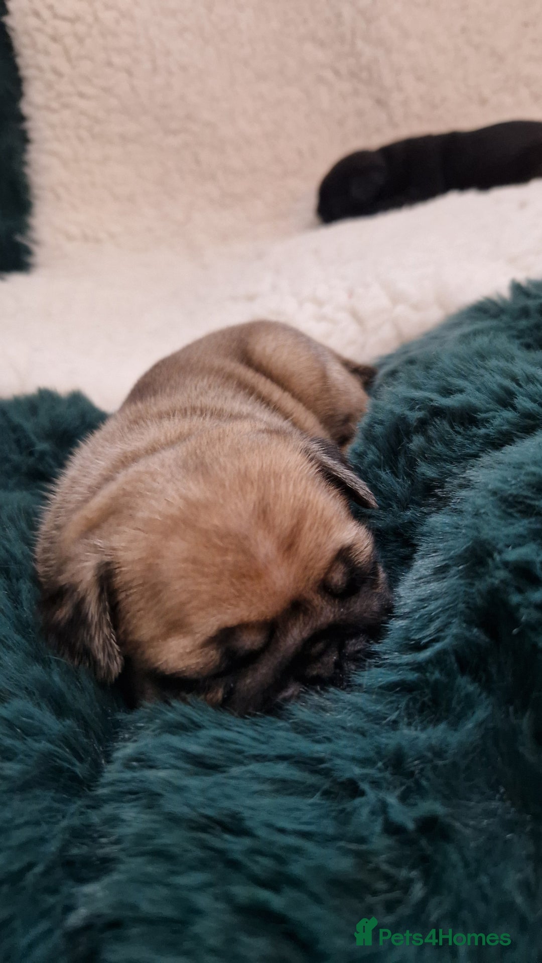Pug dogs for sale: 2 Adorable pug puppies for sale  - Advert 12