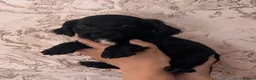 Cocker Spaniel dogs for sale: 🐾READY TO GO 2 COCKER SPANIEL BOYS 🐾 - Advert 13