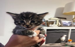 Mixed Breed cats for sale: 4 Tabby kittens looking for their forever home  - Image 1