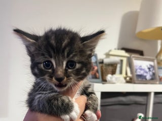 Mixed Breed cats - Advert 32