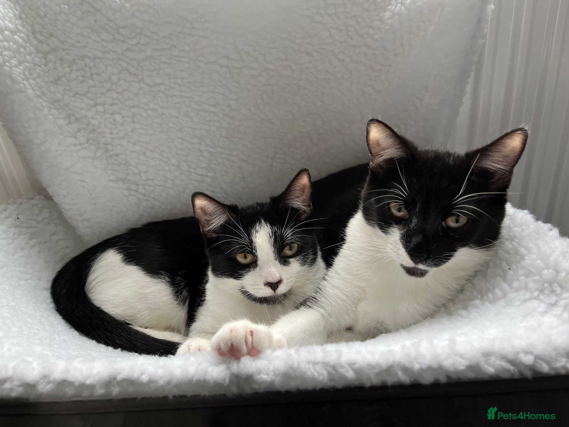 Mixed Breed cats Two sisters looking for their forever homes - Advert 1