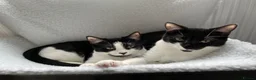 Mixed Breed cats for sale: Two sisters looking for their forever homes - Advert 1