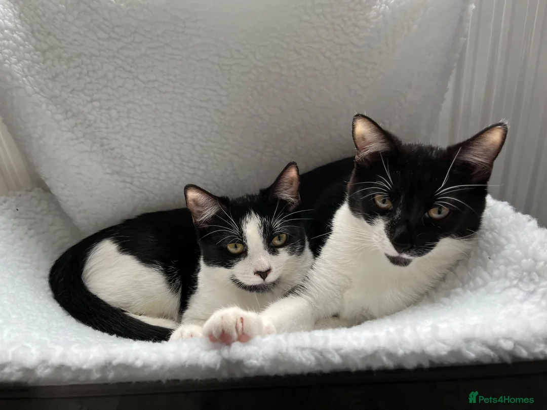 Mixed Breed cats for sale: Two sisters looking for their forever homes - Advert 1