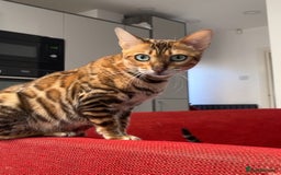 Bengal cats for sale: Beautiful TICA Registered Active Bengal female cat - Image 8