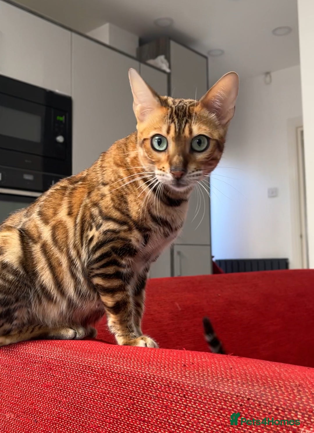 Bengal cats for sale: Beautiful TICA Registered Active Bengal female cat - Image 8