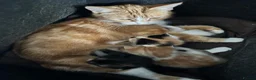 Mixed Breed cats for sale: Kittens available  - Advert 5