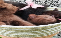 British Shorthair cats for sale: Rare Chocolate & Black Kittens – Ready Now 🐾 - Image 3