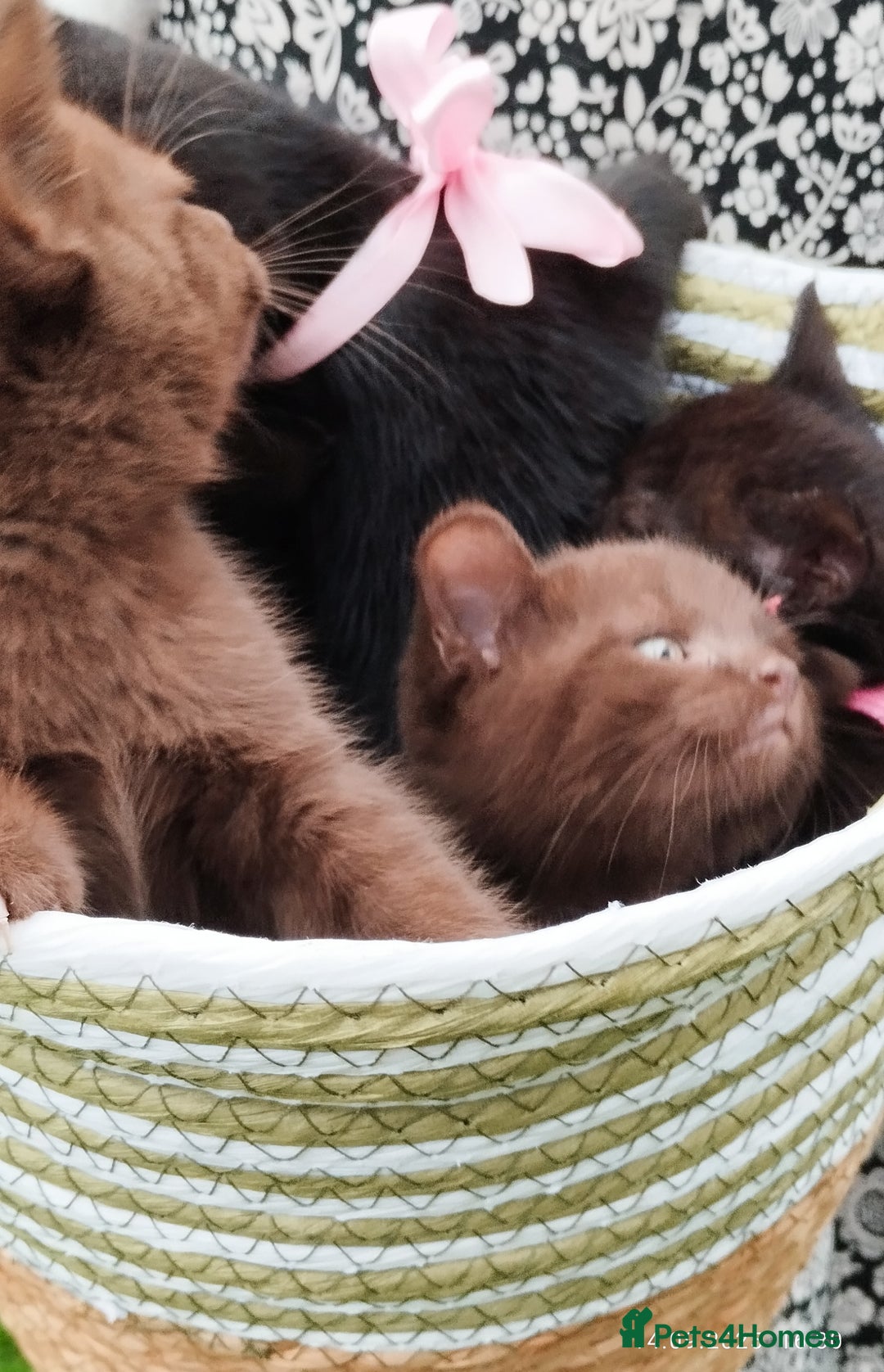 British Shorthair cats for sale: Rare Chocolate & Black Kittens – Ready Now 🐾 - Image 3