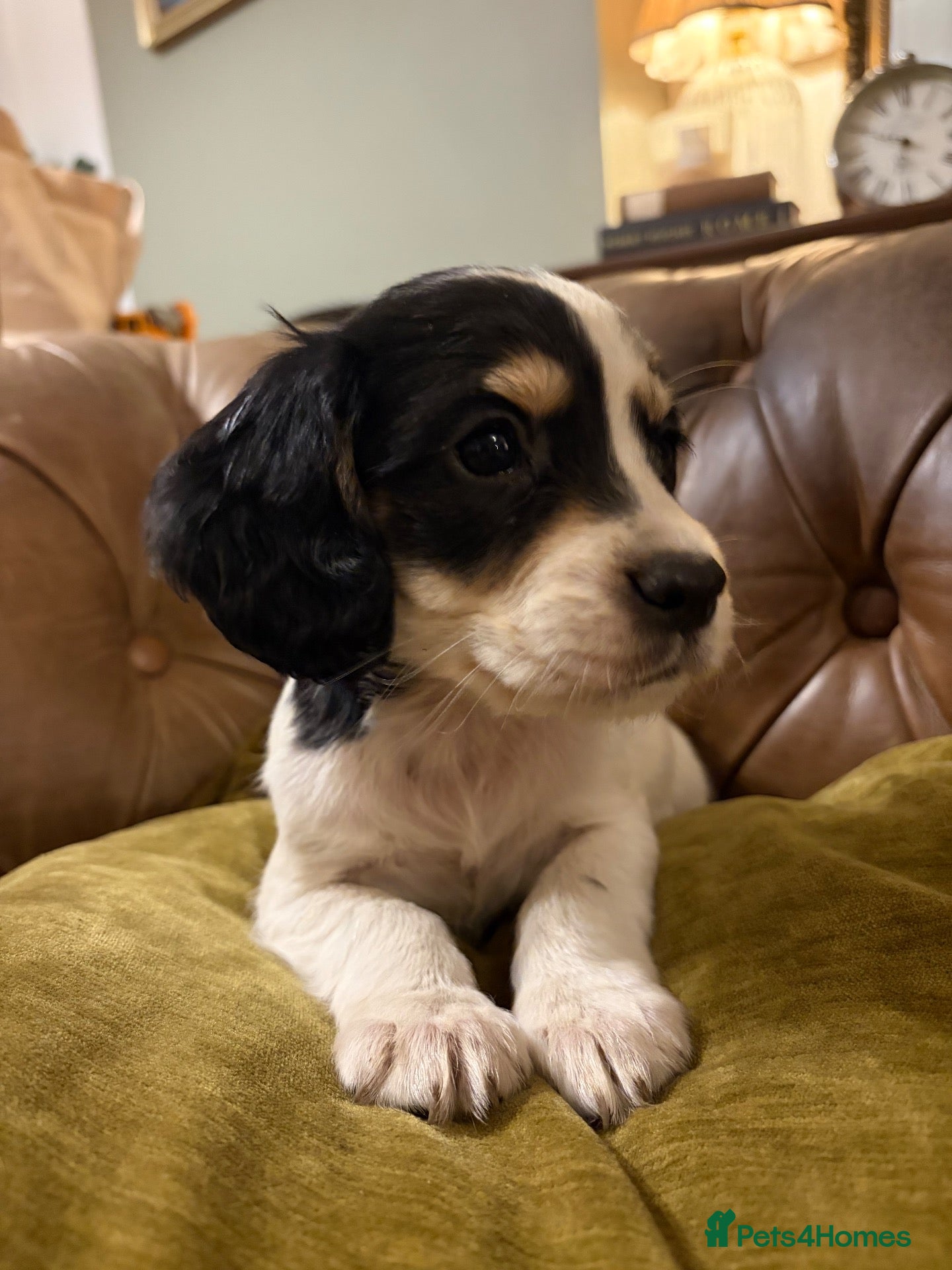 Cocker Spaniel dogs Ready to leave! Beautiful cocker spaniel puppies  - Advert 9
