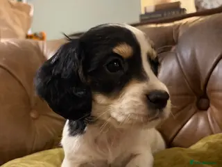 Cocker Spaniel dogs Ready to leave! Beautiful cocker spaniel puppies - Advert 9