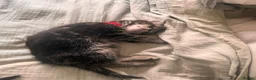 Mixed Breed cats for sale: Kittens in Norwich - Advert 6