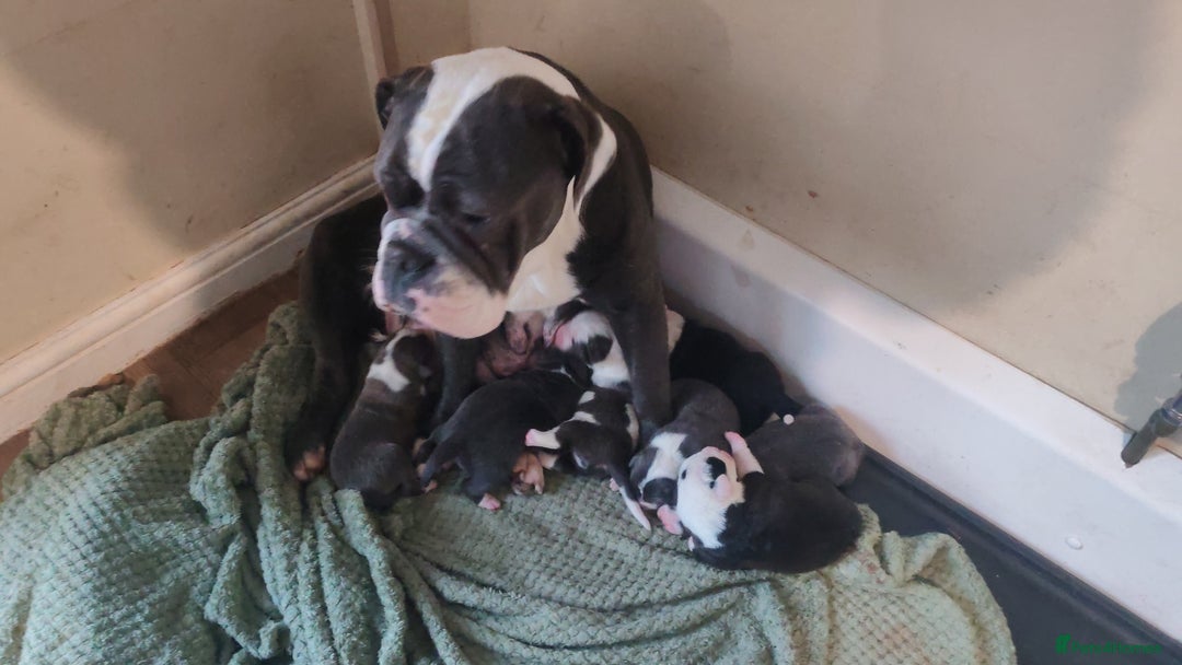 Mixed Breed dogs for sale: Old tyme bulldog x Border collie - Advert 1