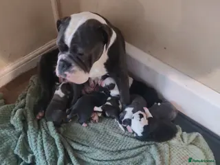 Mixed Breed dogs Old tyme bulldog x Border collie - Advert 3