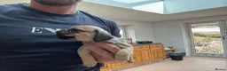 Mixed Breed dogs for sale: Stunning pug x dachshund  in Liskeard - Advert 15