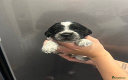 Mixed Breed dogs for sale: Cockerpoo puppies - Image 3