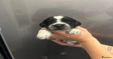 Mixed Breed dogs - Advert 5