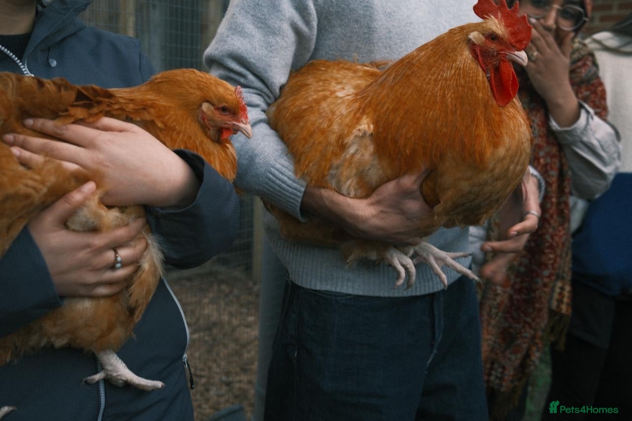 Chickens poultry Buff Orpington Chickens  - Advert 1