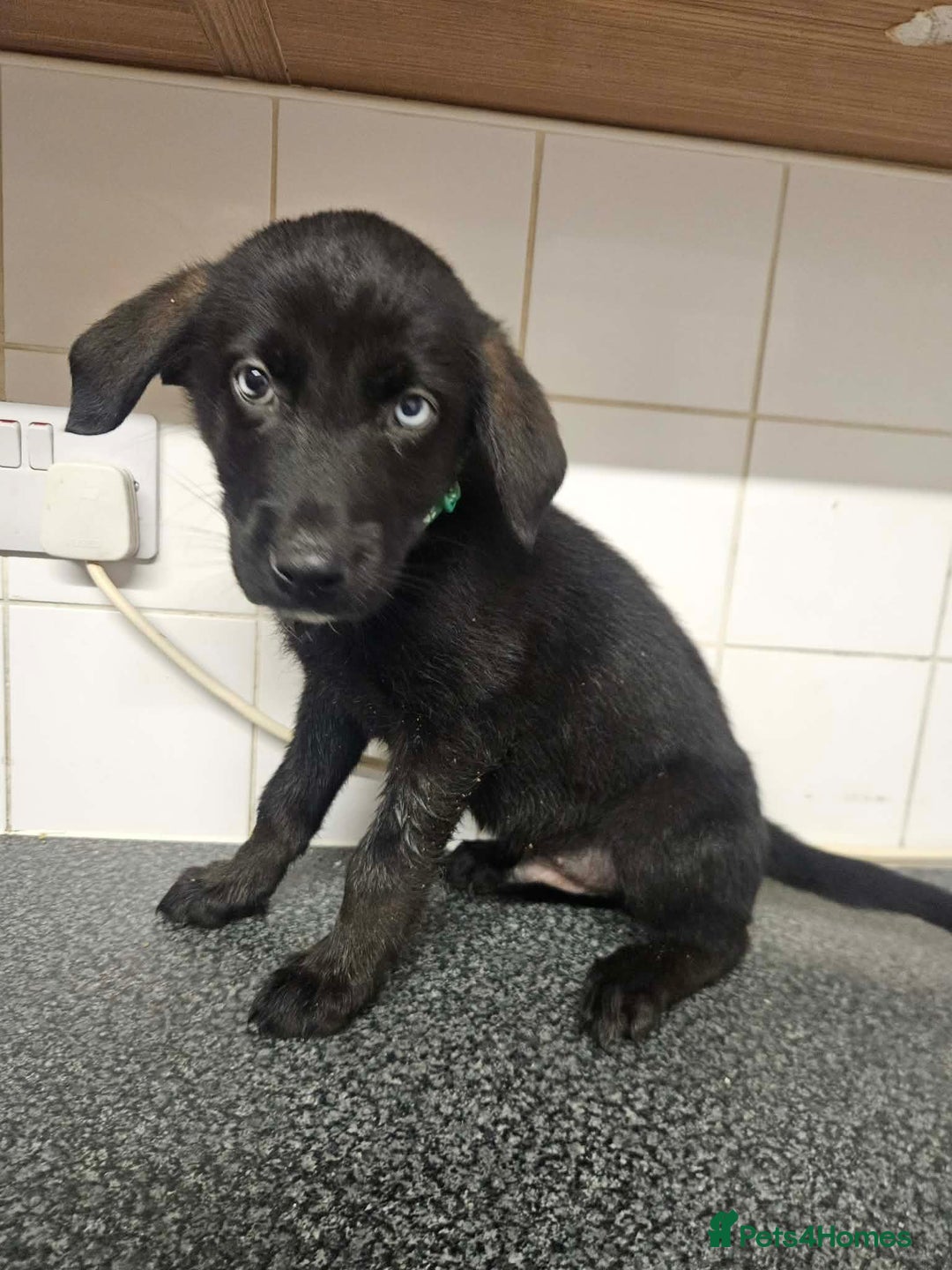 Mixed Breed dogs for sale: Labsky puppy’s  - Advert 2