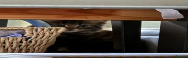 Ragdoll 3