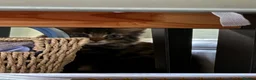 Ragdoll cats for sale: Ragdoll Siamese cross kittens in Birkenhead - Advert 10