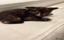 Mixed Breed cats for sale: Two female kittens for sale - Image 15