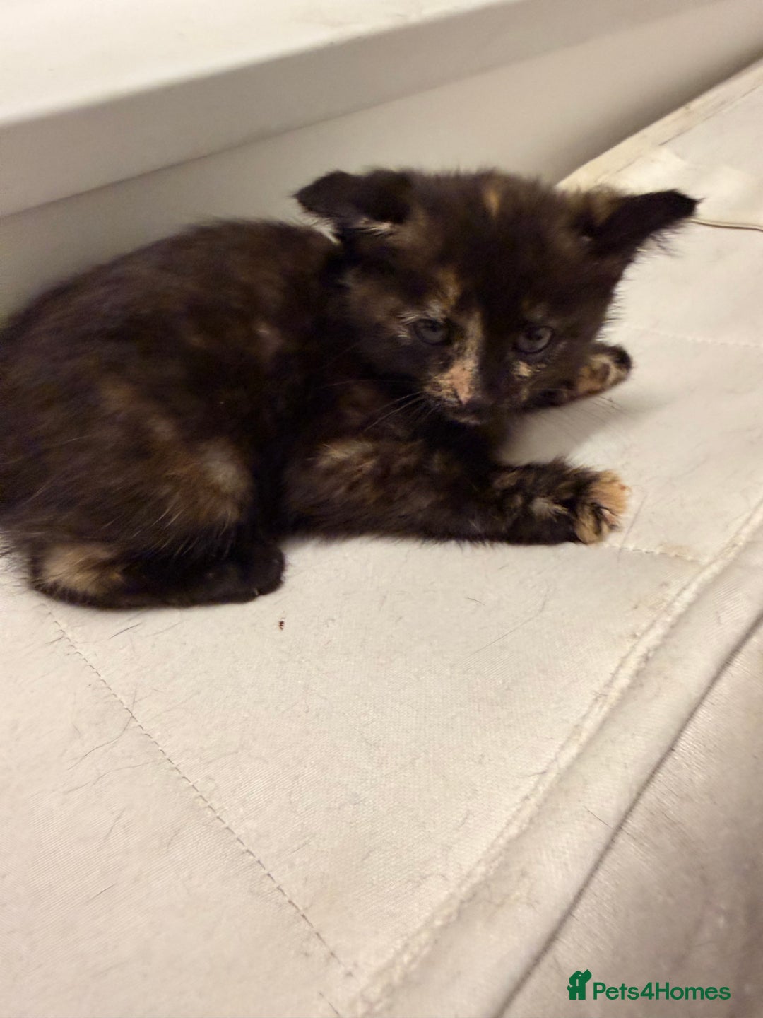 Mixed Breed cats for sale: Two female kittens for sale - Image 15