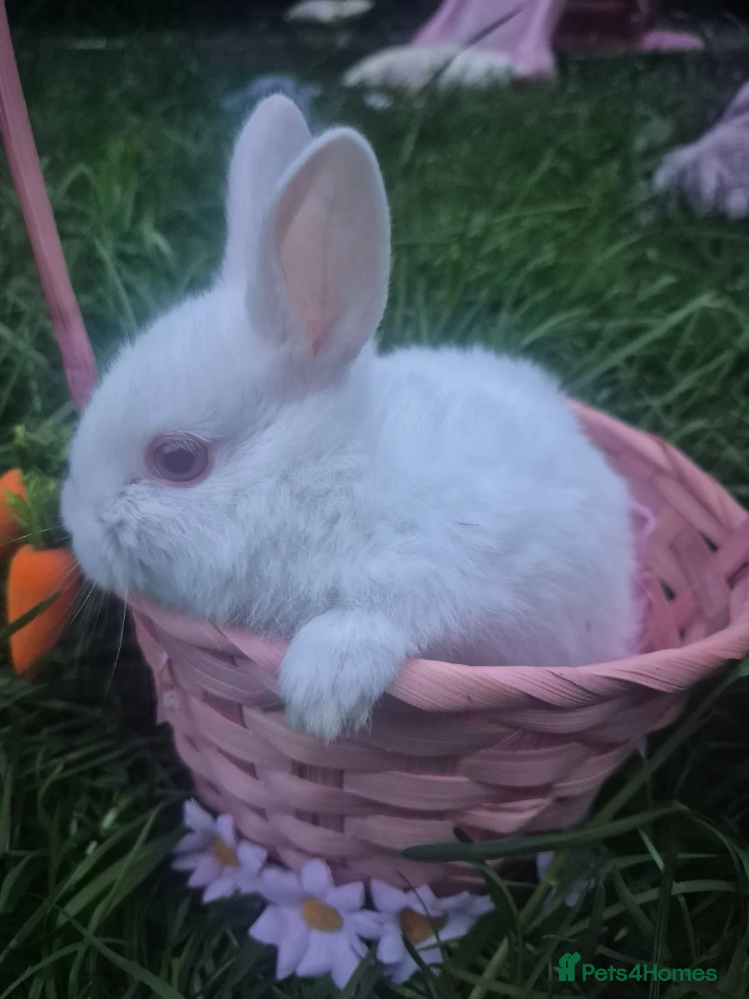 Mixed Breed rabbits for sale: Beautiful baby new zealand white bunnies - Advert 1