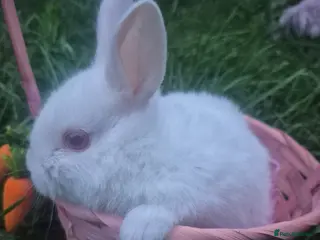 Mixed Breed rabbits Beautiful baby new zealand white bunnies - Advert 6