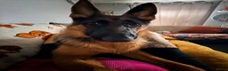 German Shepherd dogs for sale: Female German Shepherd - Advert 2