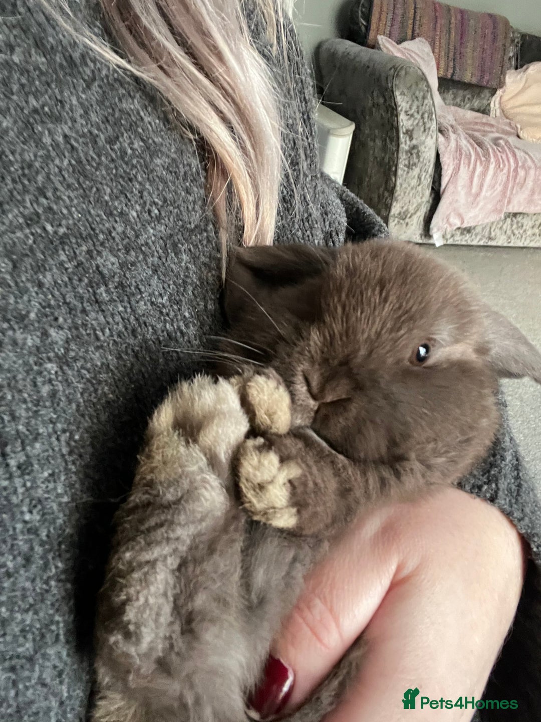 Mini Lop rabbits for sale: Mini lop rabbit - Advert 9