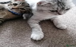 Scottish Fold cats for sale: Scottish Cross - Image 6