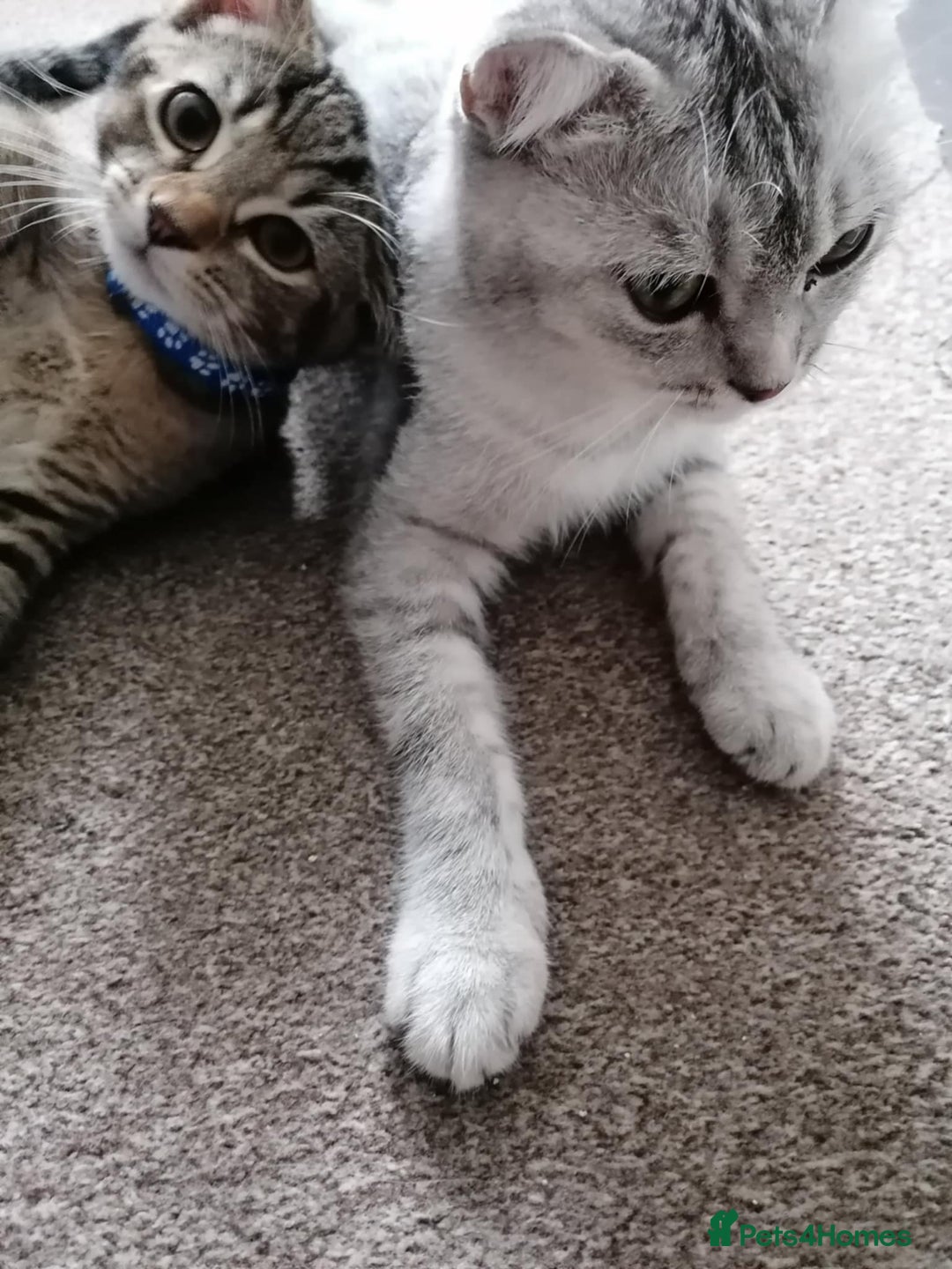 Scottish Fold cats for sale: Scottish Cross - Image 6