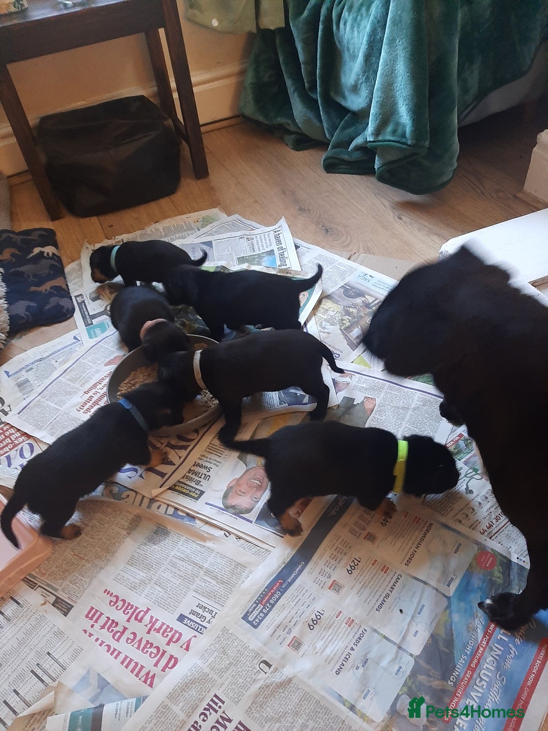 Patterjack dogs for sale: Patterjacks - Image 1