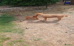 Mixed Breed dogs for sale: Lakeland /Parson bitch puppy - Image 6