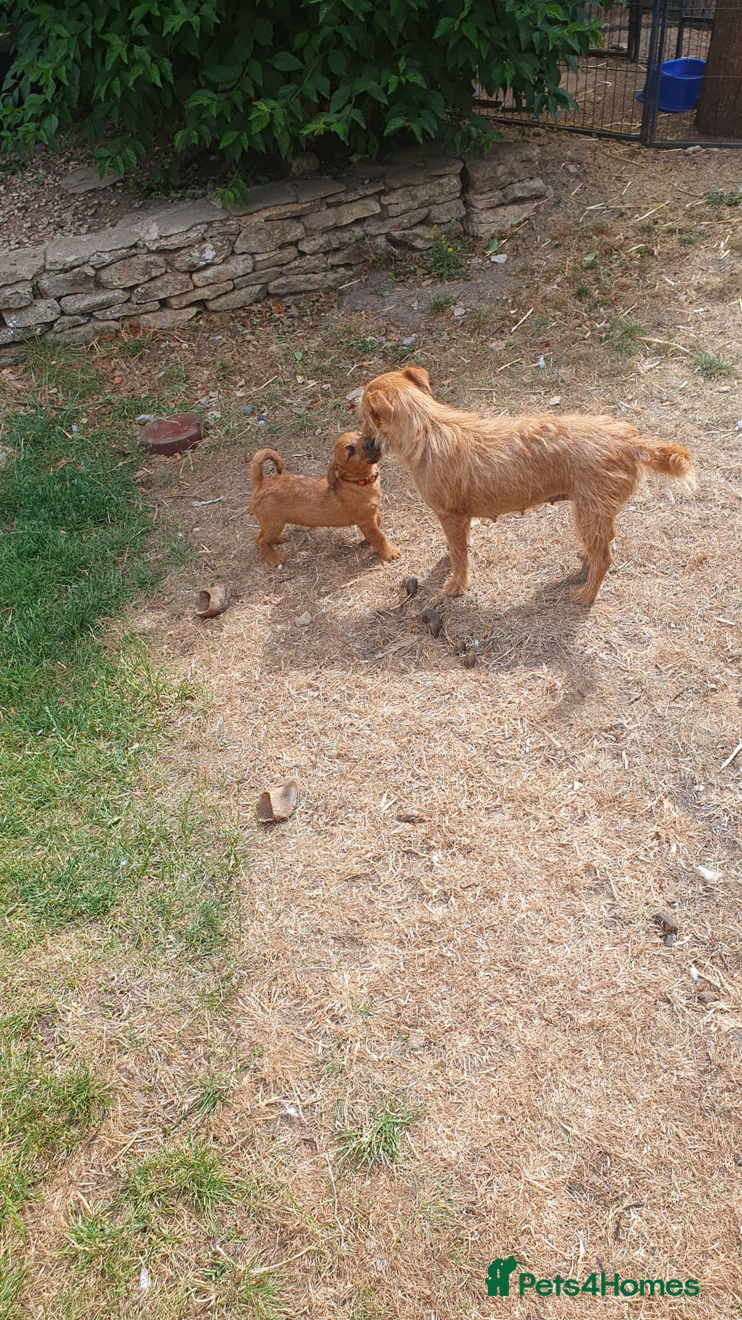 Mixed Breed dogs for sale: Lakeland /Parson bitch puppy - Image 6