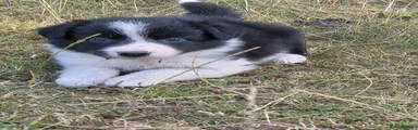 Border Collie 5