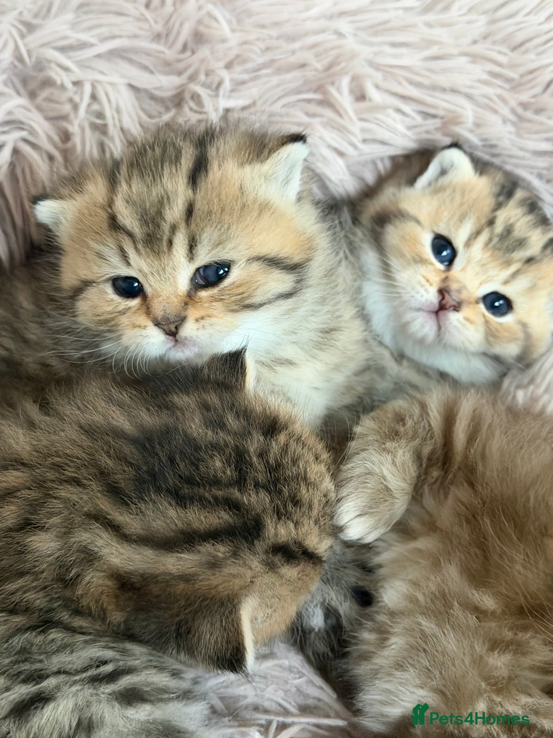 British Shorthair cats for sale: Beautiful British Shorthair Kittens – 5 Available - Advert 15