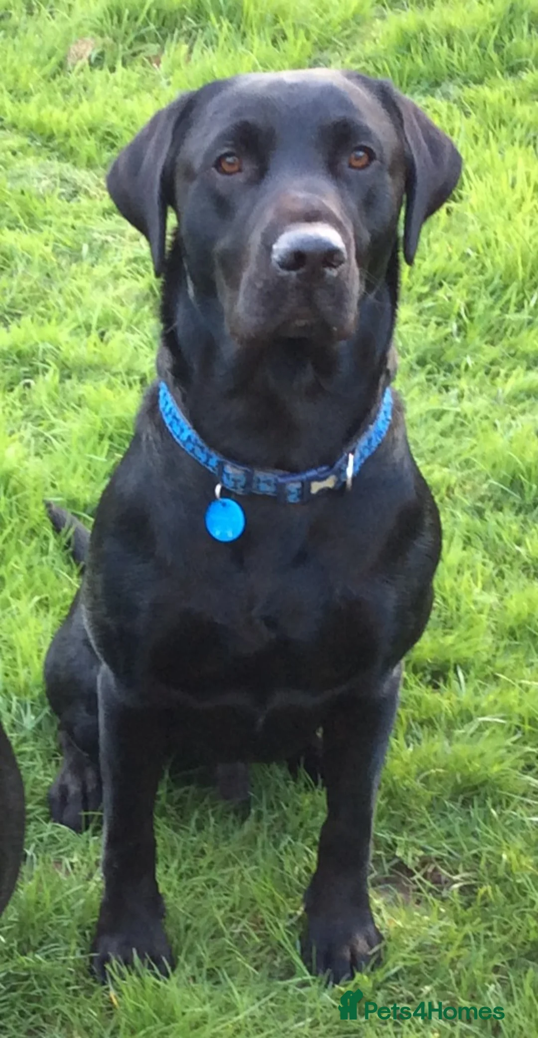 Labrador Retriever dogs for stud: Labrador KC registered for stud 2 years old Black - Advert 6