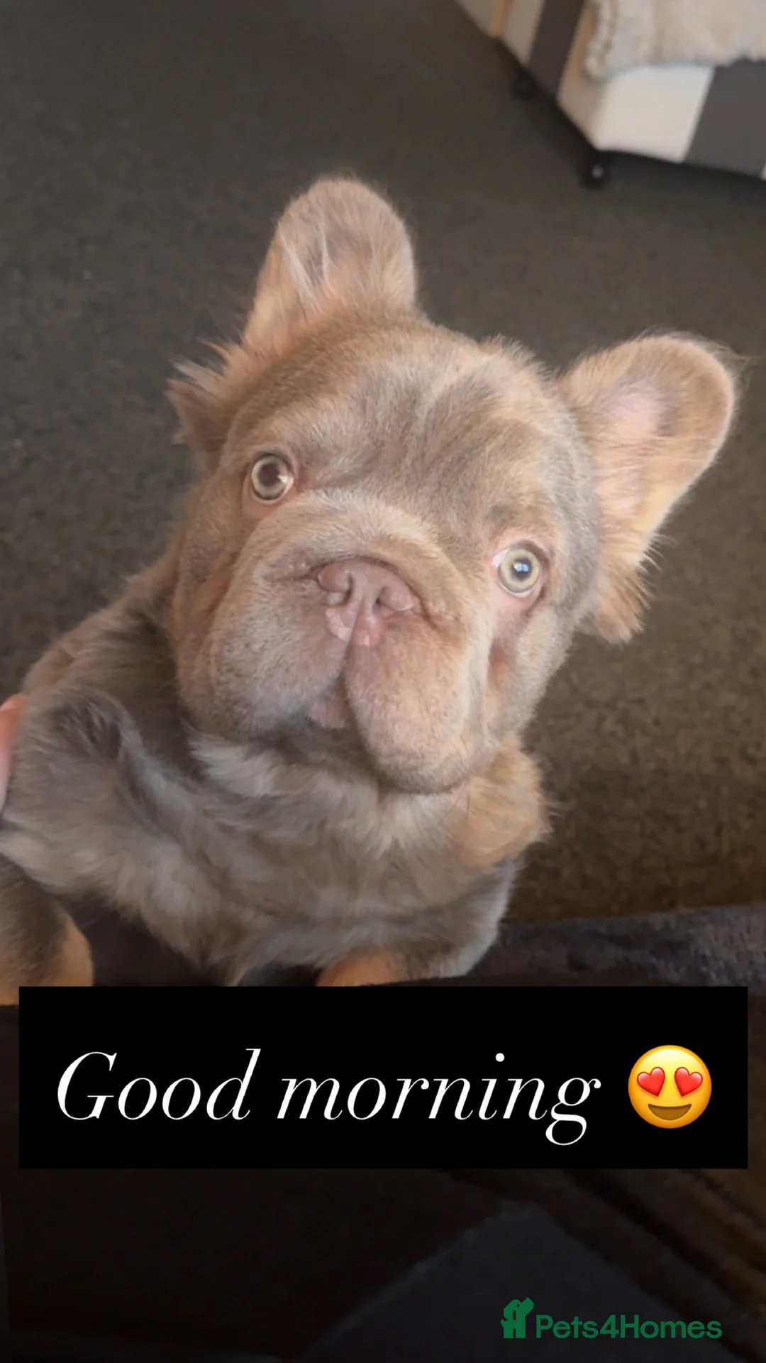 French Bulldog dogs for sale: Fluffy frenchie in Salford - Advert 2